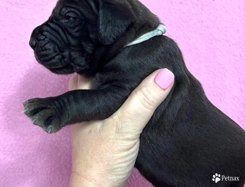 Gray collar male Great Dane