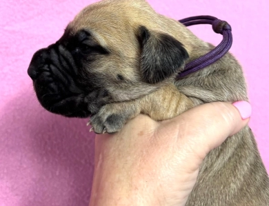 Purple collar female Great Dane