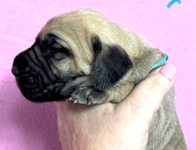 Teal collar female