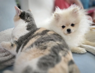 Dreamy - Teacup Pomeranian
