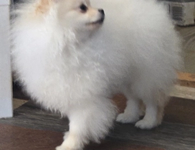 Dreamy - Teacup Pomeranian