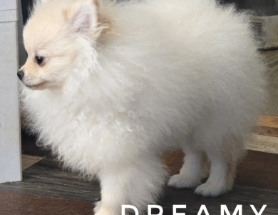 Dreamy - Teacup Pomeranian