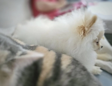 Dreamy - Teacup Pomeranian