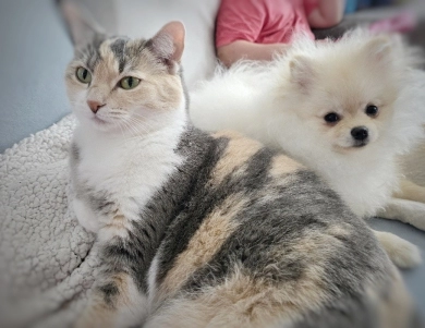 Dreamy - Teacup Pomeranian