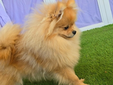 Mojito - Orange Sable Merle Ch lines!