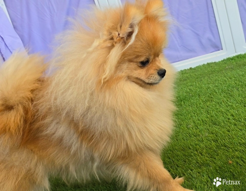 Mojito - Orange Sable Merle Ch lines! Mojito - Orange Sable Merle Ch lines! Pomeranian