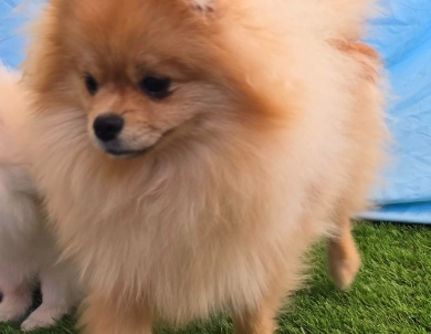 Mojito - Orange Sable Merle Ch lines! Pomeranian