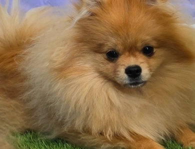 Mojito - Orange Sable Merle Ch lines! Pomeranian