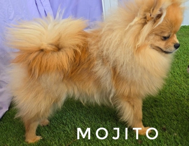 Mojito - Orange Sable Merle Ch lines! Pomeranian