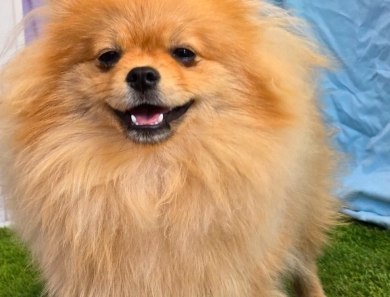 Mojito - Orange Sable Merle Ch lines! Pomeranian
