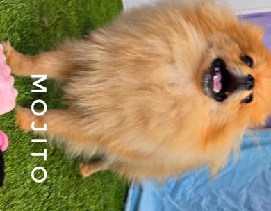 Mojito - Orange Sable Merle Ch lines! Pomeranian