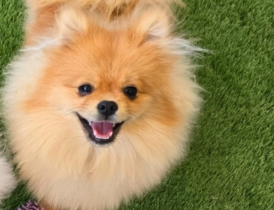 Mojito - Orange Sable Merle Ch lines! Pomeranian