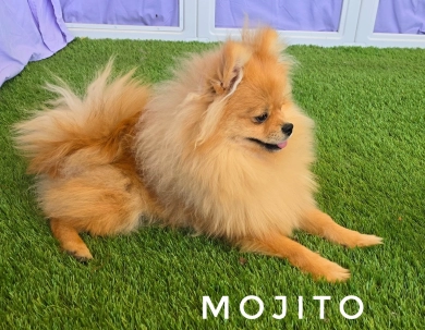 Mojito - Orange Sable Merle Ch lines! Pomeranian