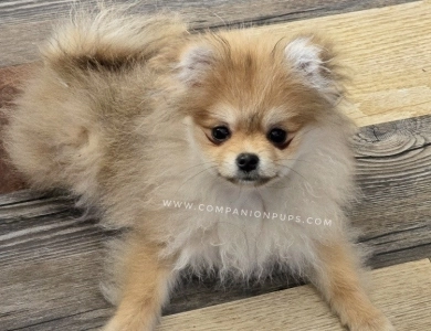 Candy - Teacup Pomeranian