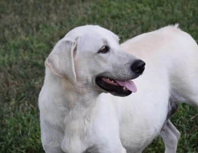 Jessie Labrador Retriever