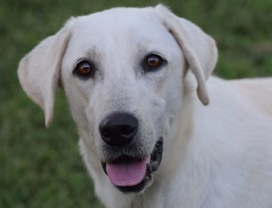 Jessie Labrador Retriever