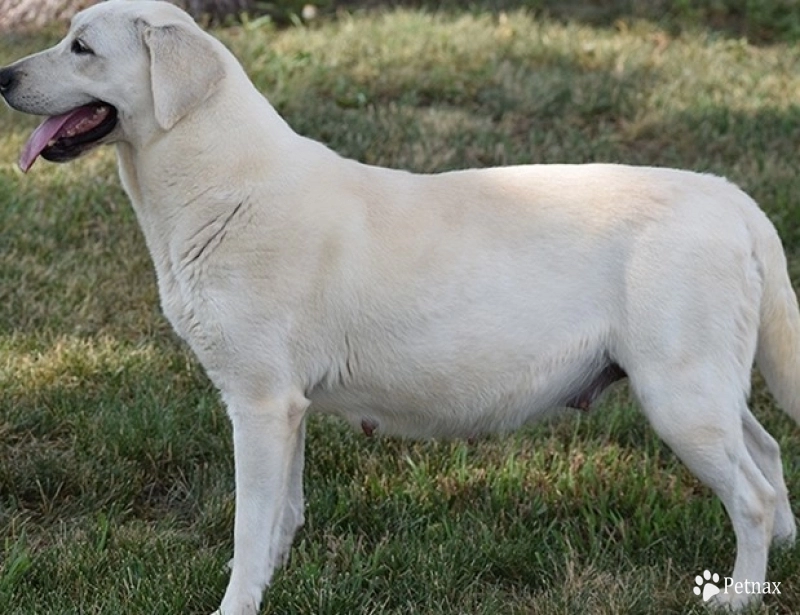 Jessie Jessie Labrador Retriever