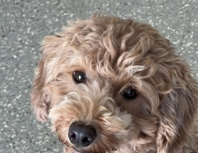 Honey Bear