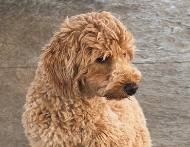 Honey Bear Labradoodle