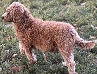 Honey Bear Labradoodle
