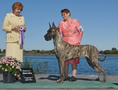 Daynakin Great Danes LLC
