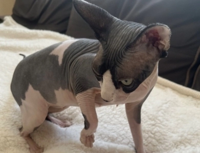 Sky Sphynx