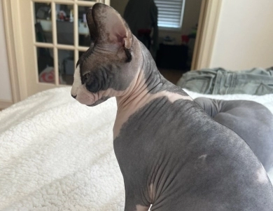 Sky Sphynx