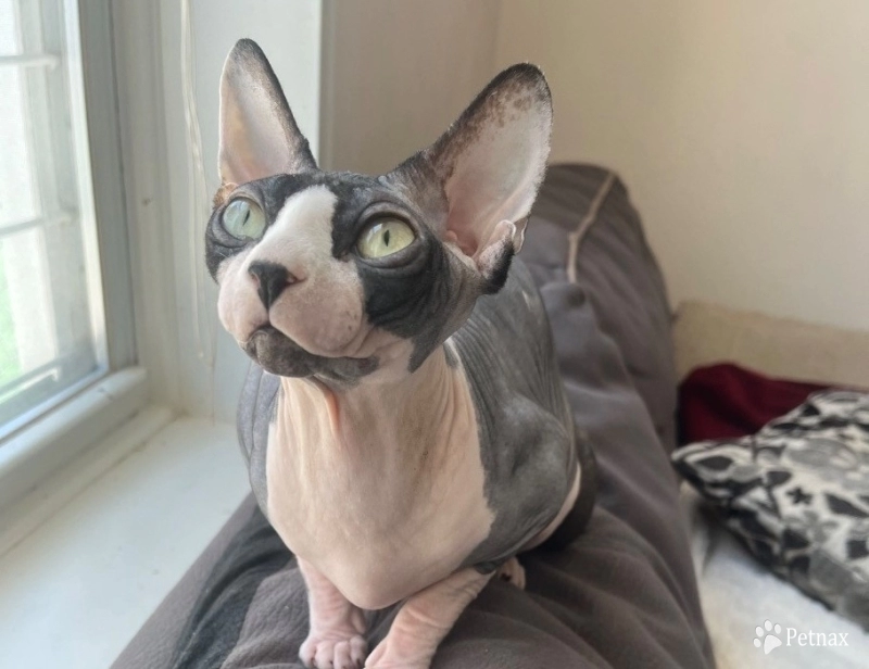 Sky Sphynx