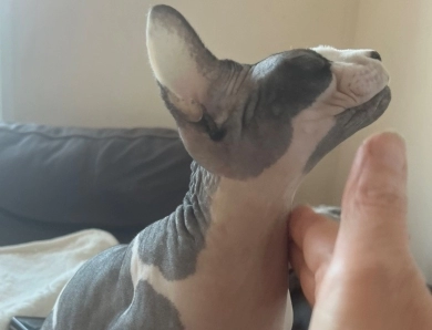 Sky Sphynx