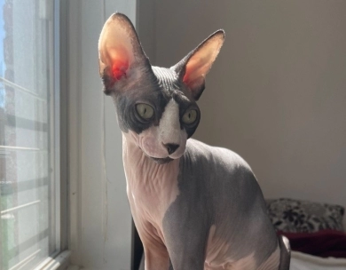 Sky Sphynx