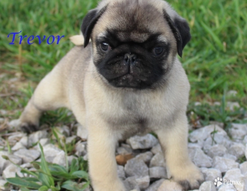 Fawn Boy Pug