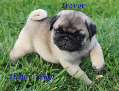 Fawn Boy Pug