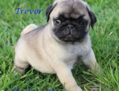 Fawn Boy Pug