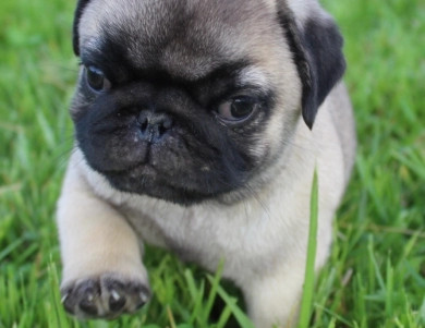 Fawn Boy Pug