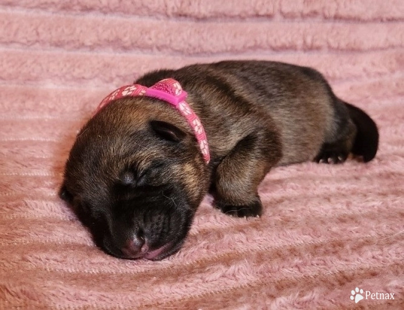 Avarie German Shepherd