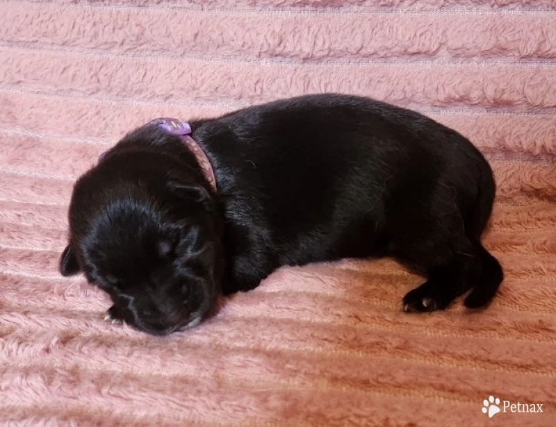 Alexandra German Shepherd