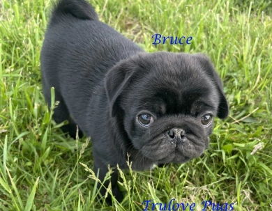 Bruce Pug