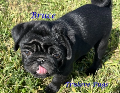 Bruce Bruce Pug