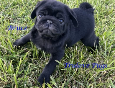 Bruce Bruce Pug