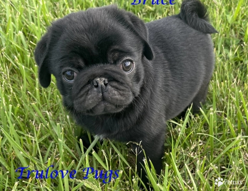 Bruce Pug