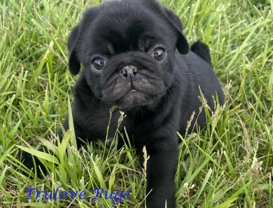 Bruce Pug