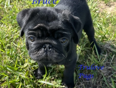 Bruce Bruce Pug