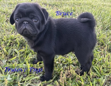 Bruce Bruce Pug