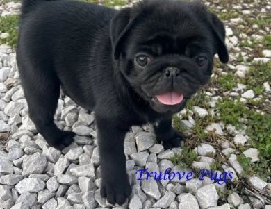 Bruce Pug