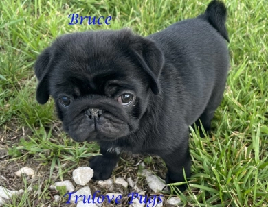 Bruce Pug