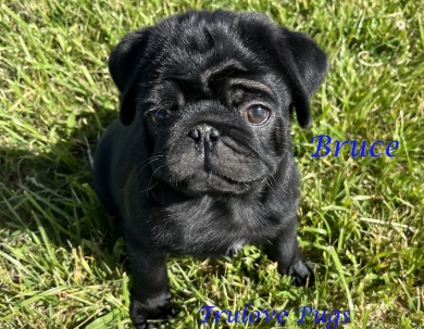 Bruce Bruce Pug