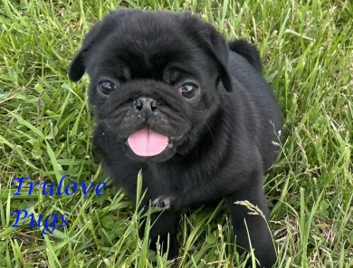 Bruce Pug