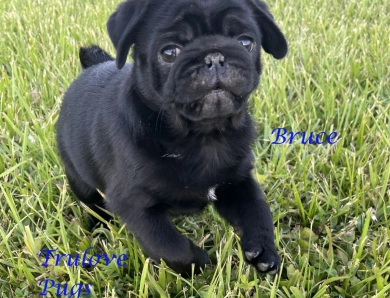 Bruce Bruce Pug