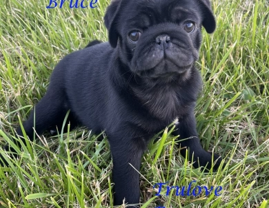 Bruce Bruce Pug