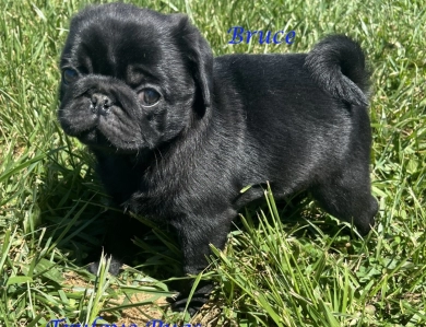 Bruce Pug